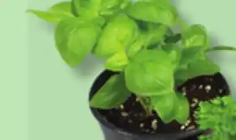 IGA FINE HERBS offer