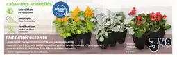 Metro CAISSETTE ANNUELLES | BOX OF ANNUALS offer