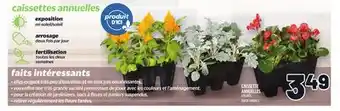 Metro CAISSETTE ANNUELLES | BOX OF ANNUALS offer