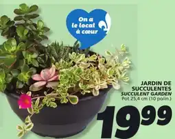IGA SUCCULENT GARDEN offer