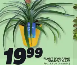 IGA PINEAPPLE PLANT offer