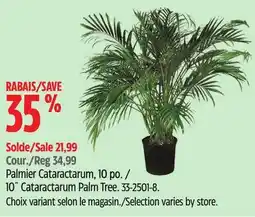 Canadian Tire 10˝ Cataractarum Palm Tree offer