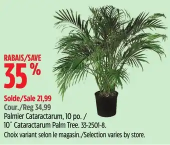 Canadian Tire 10˝ Cataractarum Palm Tree offer
