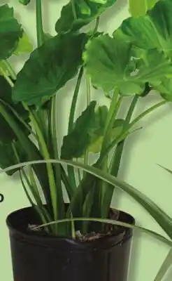 IGA TROPICAL PATIO PLANT offer