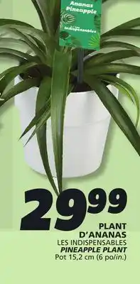 IGA PINEAPPLE PLANT offer