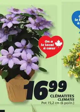 IGA CLEMATIS offer