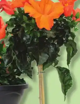 IGA HIBISCUS DANS UN BOL offer