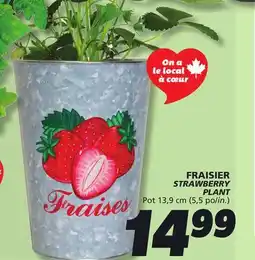 IGA STRAWBERRY PLANT offer