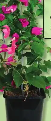 IGA BOUGAINVILLEA TRELLIS offer