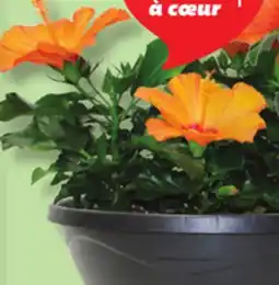IGA HIBISCUS SUR TIGE offer