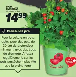 IGA TOMATO PLANT offer