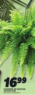 IGA BOSTON FERN offer