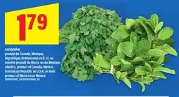 Maxi coriandre | cilantro offer
