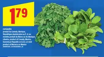 Maxi coriandre | cilantro offer