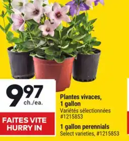 Giant Tiger 1 gallon perennials offer