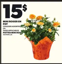 Provigo MINI ROSIER EN POT offer