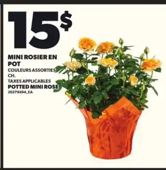 Provigo MINI ROSIER EN POT offer