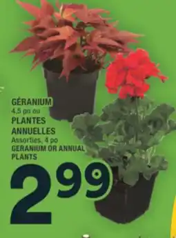 Super C GÉRANIUM ou PLANTES ANNUELLES | GERANIUM OR ANNUAL PLANTS offer