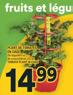 Super C PLANT DE TOMATES EN CAGE | TOMATO PLANT IN CAGE offer