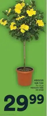 Super C HIBISCUS SUR TIGE | HIBISCUS TREE ON STEM offer