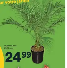 Super C PALMIER MAJESTY | MAJESTY PALM offer