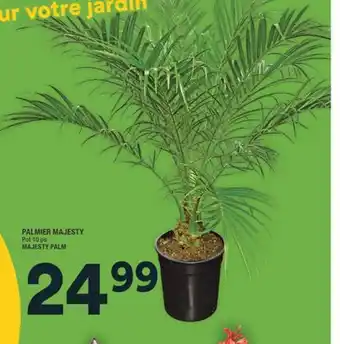 Super C PALMIER MAJESTY | MAJESTY PALM offer