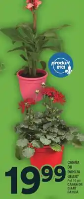 Super C CANNA OU OU DAHLIA GÉANT | CANNA OR GIANT DAHLIA offer