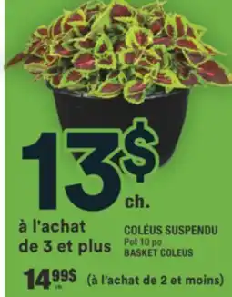 Super C COLÉUS SUSPENDU | BASKET COLEUS offer