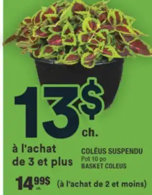 Super C COLÉUS SUSPENDU | BASKET COLEUS offer