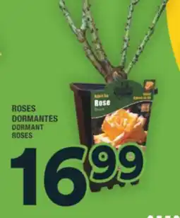 Super C ROSES DORMANTES | DORMANT ROSES offer