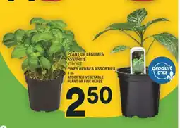 Super C PLANT DE LÉGUMES ASSORTIS | FINES HERBES ASSORTIES | ASSORTED VEGETABLE PLANT OR FINE HERBS offer