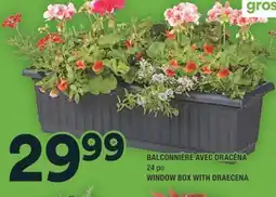Super C BALCONNIÈRE AVEC DRACÉNA | WINDOW BOX WITH DRAECENA offer
