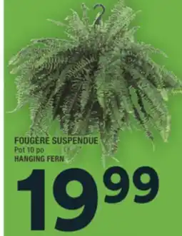 Super C FOUGÈRE SUSPENDUE | HANGING FERN offer