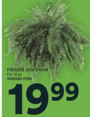 Super C FOUGÈRE SUSPENDUE | HANGING FERN offer