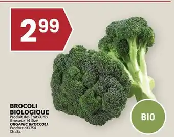 Rachelle-Bery Grocery ORGANIC BROCCOLI offer