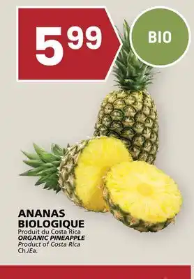 Rachelle-Bery Grocery ORGANIC PINEAPPLE offer