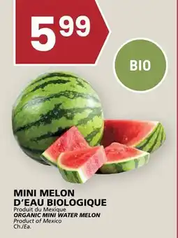 Rachelle-Bery Grocery ORGANIC MINI WATER MELON offer
