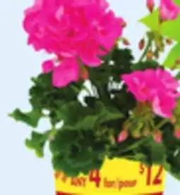 Walmart 4 Accent or Thriller Plants or Premium Annuals offer