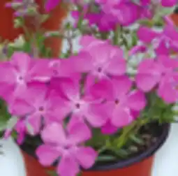 Walmart 4 Perennials offer