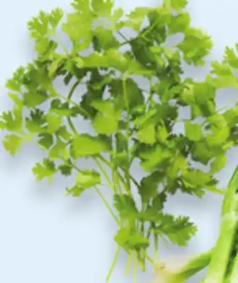 Walmart Cilantro offer
