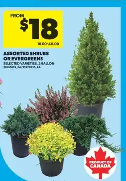 Real Canadian Superstore ASSORTED SHRUBS OR EVERGREENS, 2 GALLON offer