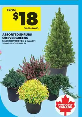 Real Canadian Superstore ASSORTED SHRUBS OR EVERGREENS, 2 GALLON offer