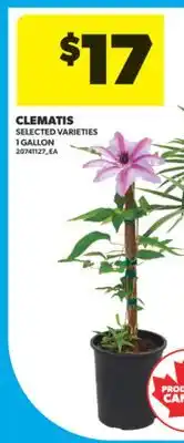 Real Canadian Superstore CLEMATIS, 1 GALLON offer