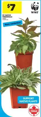 Real Canadian Superstore PC NATIVE PERENNIALS, 4 INCH offer