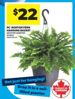 Real Canadian Superstore PC BOSTON FERN HANGING BASKET, 10 INCH offer