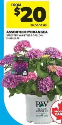 Real Canadian Superstore ASSORTED HYDRANGEA, 2 GALLON offer