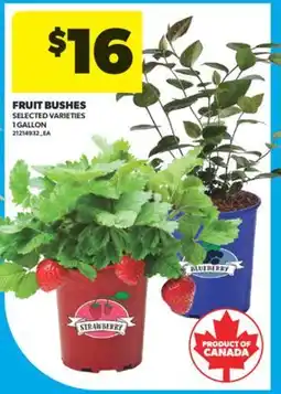 Real Canadian Superstore FRUIT BUSHES, 1 GALLON offer
