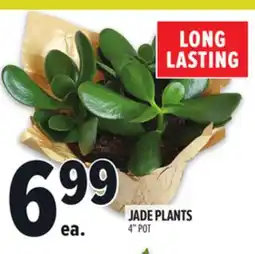 Metro JADE PLANTS offer