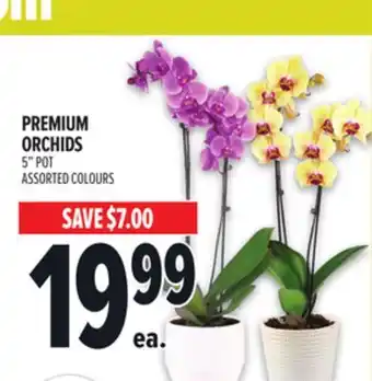 Metro PREMIUM ORCHIDS offer