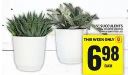 Food Basics 5 SUCCULENTS offer